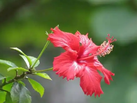 扶?；ǖ拿孛芑ㄕZ：傳遞愛與希望的美麗信使